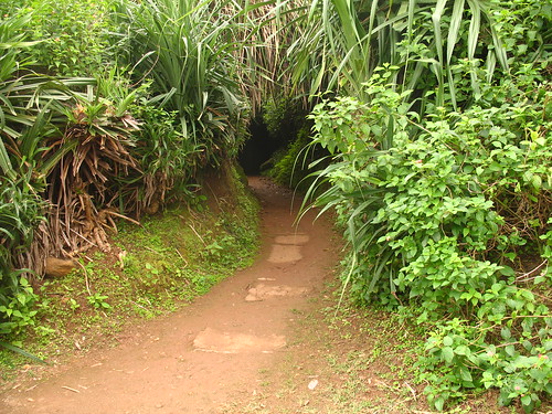 Jungle to tunnels
