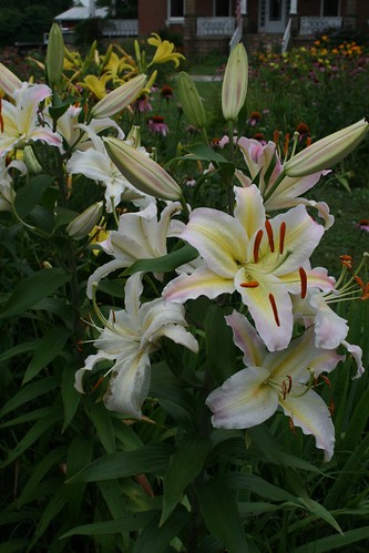 unknown lily