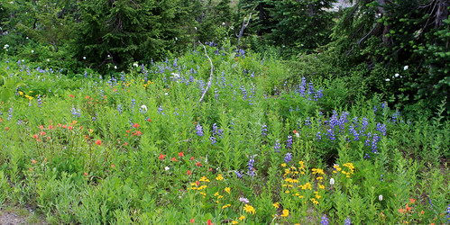 Mt. Ranier wildflowers