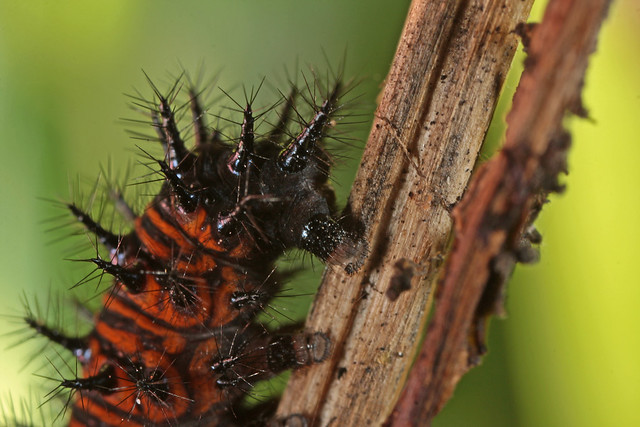 Baltimore Checkerspot (Euphydryas phaeton) caterpillar