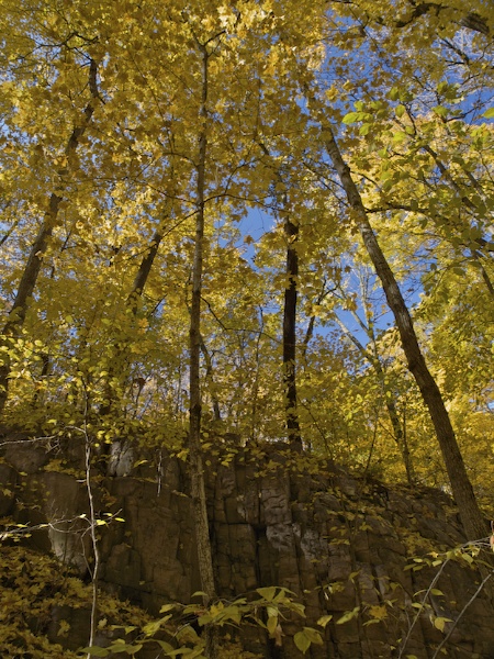 Autumn is Yellow at Devils Lake State Park
