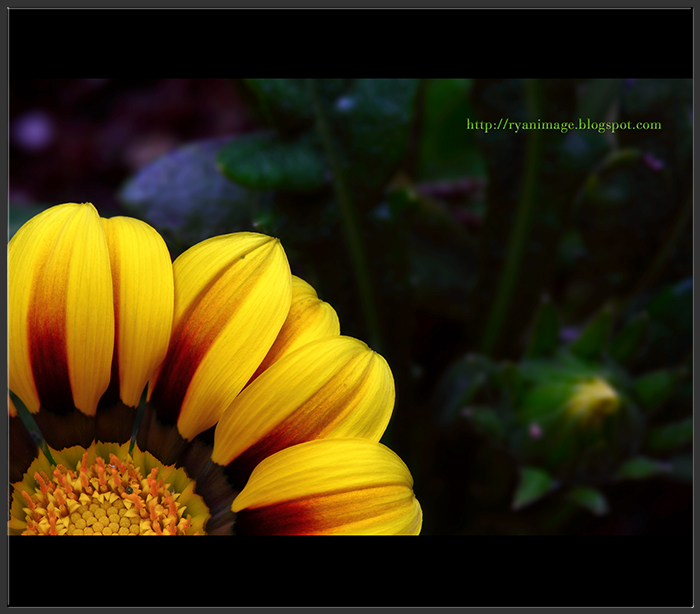 Chrysanthemum (700px width)