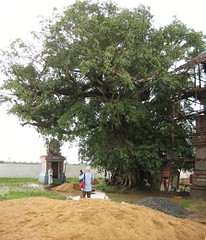 Kallala Tree (by Raju's Temple Visits)