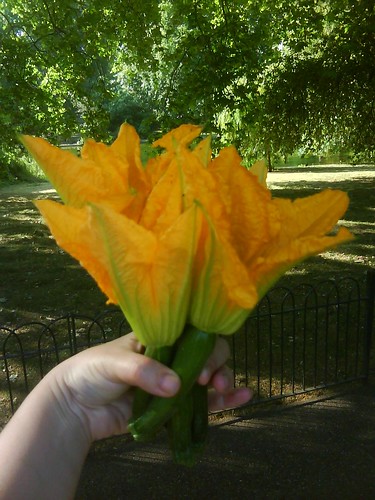 Courgette flowers