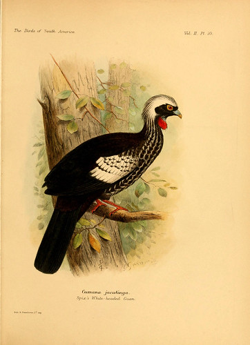 007- Jacupará-The birds of South America 1912