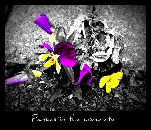 Pansies in the concrete, Hornchurch