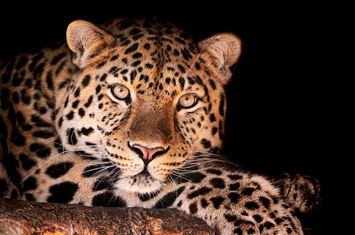  フリー画像| 動物写真| 哺乳類| ネコ科| 豹/ヒョウ|       フリー素材| 