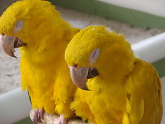 sleeping yellow birds
