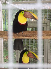 toucan pair