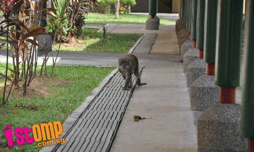 Monkey business in Toa Payoh 
