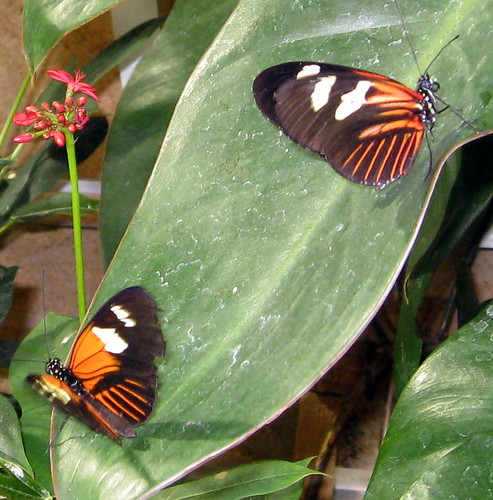 national museum of natural history dc. Washington D.C. - National Museum of Natural History - Butterfly Garden - Orange amp; Black Monarch (2)
