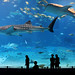 Kuroshio Sea - 2nd largest aquarium tank in the world - WATCH VIDEO ON VIMEO par jonrawlinson
