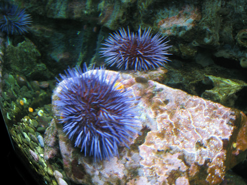 Pictures from the Seattle Aquarium
