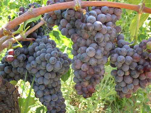 Grappolo d'uva Gaglioppo in Calabria