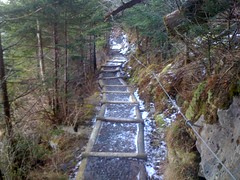  Trillium Gap Trail 1