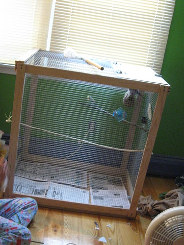 Nature Boy made a large cage for his birds for their holiday present