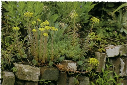 sedum in rockery planting in brick wall (New Perennial Garden - Noel Kingsbury)