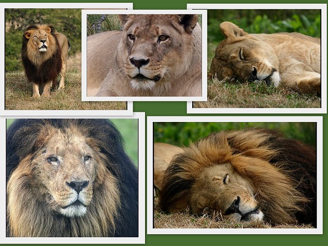 Lion Collage1