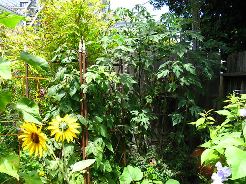 2009-08-01 garden; Tithonia diversifolia