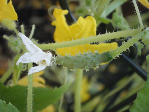 Female Cucumber bloom