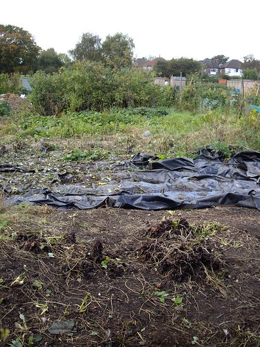 down the allotment