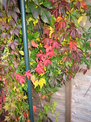 Signs of Autumn 2009