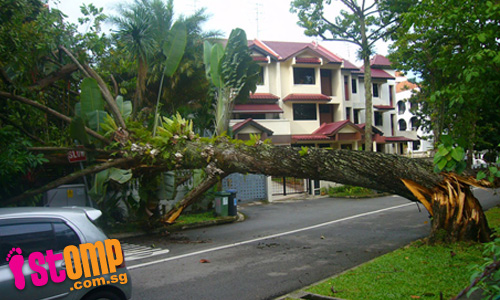  Thankfully nobody was hurt when this tree fell at Gambir Walk
