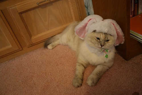 Unhappy rabbit.