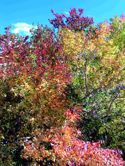 Fall Colors Boulder   DSCN0101
