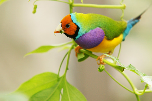 Résultat de recherche d'images pour "oiseau multicolore"