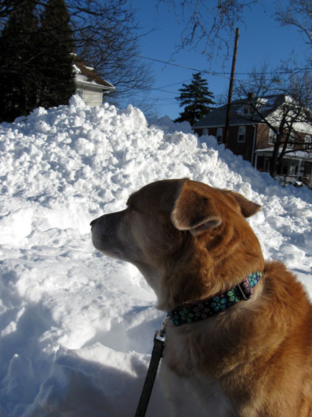 Una and the Snow Bank (Click to enlarge)