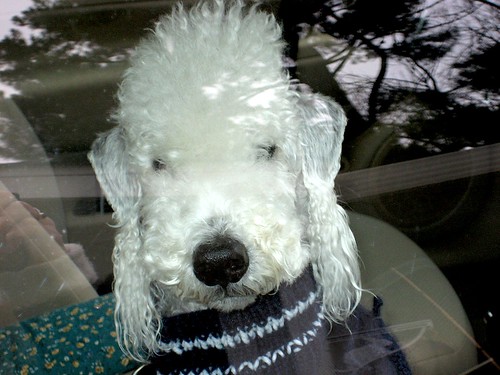 Pascal in car going to park in new sweater!