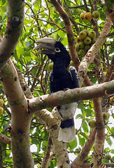 Silvery-cheeked Hornbill, Kanyiyo Pabidi,  Uganda