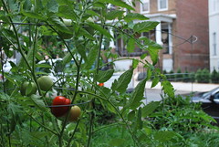 City Tomatoes