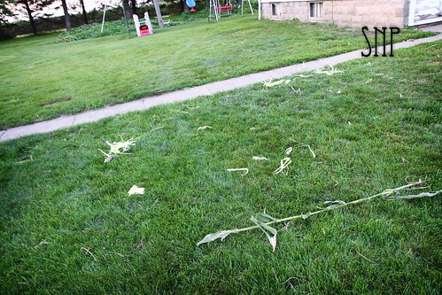. puppies drug corn stalks all over the yard .