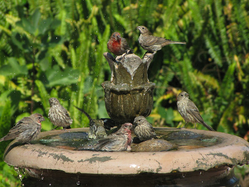 finch party