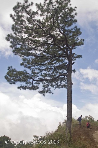 Nueva Vizcaya Salacsac Trail Pine Tree