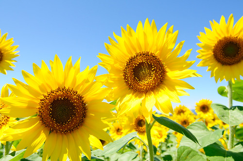 20090814 Sunflower 6 (Souvenir picture) by BONGURI.