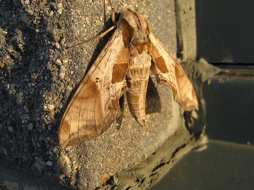 Eutelia sp. moth