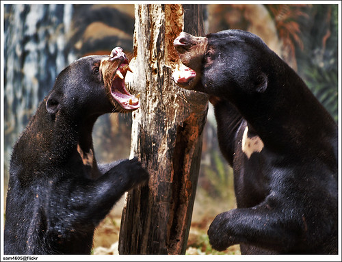 Lok Kawi Wildlife Park - Sun Bear fighting