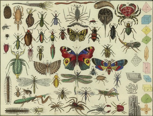 Tableau d'histoire naturelle Annelides, Crustaces, Arachnides, etc, 1834 (detail)