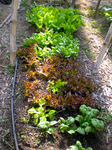 spinach, red and green salad bowl lettuces, tung ho, a-choy lettuce