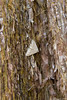 Moth on a Sequoia