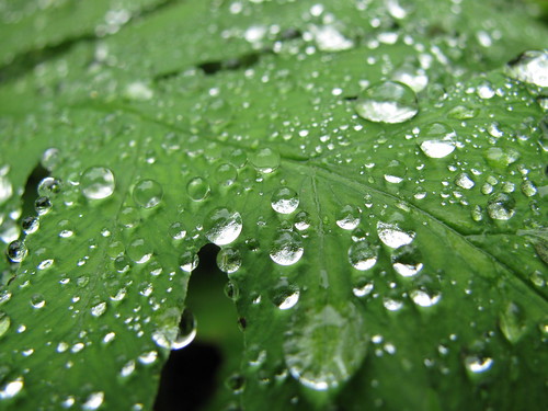 Rain on leaf