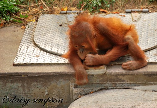baby orangutan lock