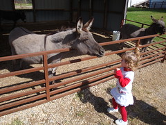 Lilliann Feeding A Donkey