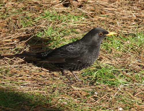 11824 - Male Blackbird at WWT Llanelli