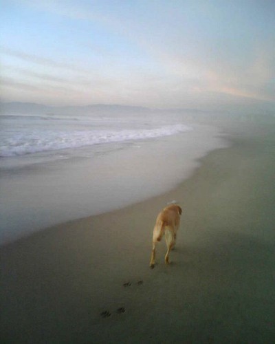 Venice Beach Dog