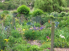 (photo of Fenway victory gardens)