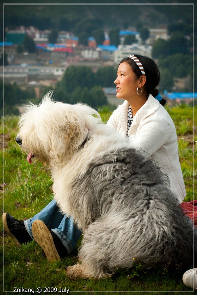 狗與藏族少女